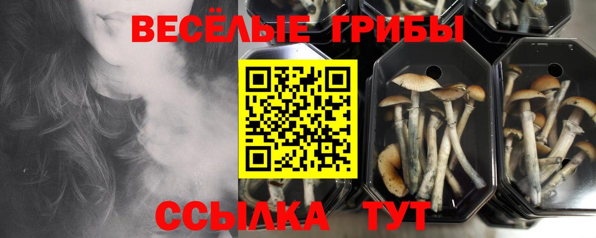 Большой Камень  Псилоцибиновые грибы прущие грибы  купить наркоту  Вход с VPN 